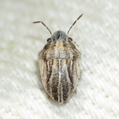 Homaemus parvulus