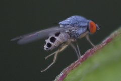 Luzonimyia cineracea