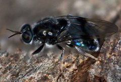 Lecomyia cyanea