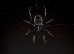 Poltys illepidus