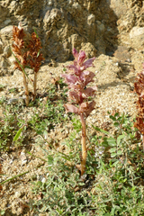 Orobanche alba