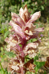 Orobanche alba