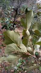 Quercus oleoides