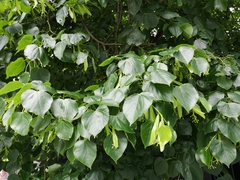 Tilia euchlora