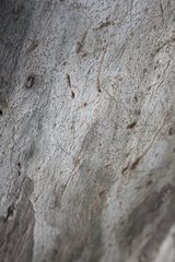 Ledromorpha planirostris