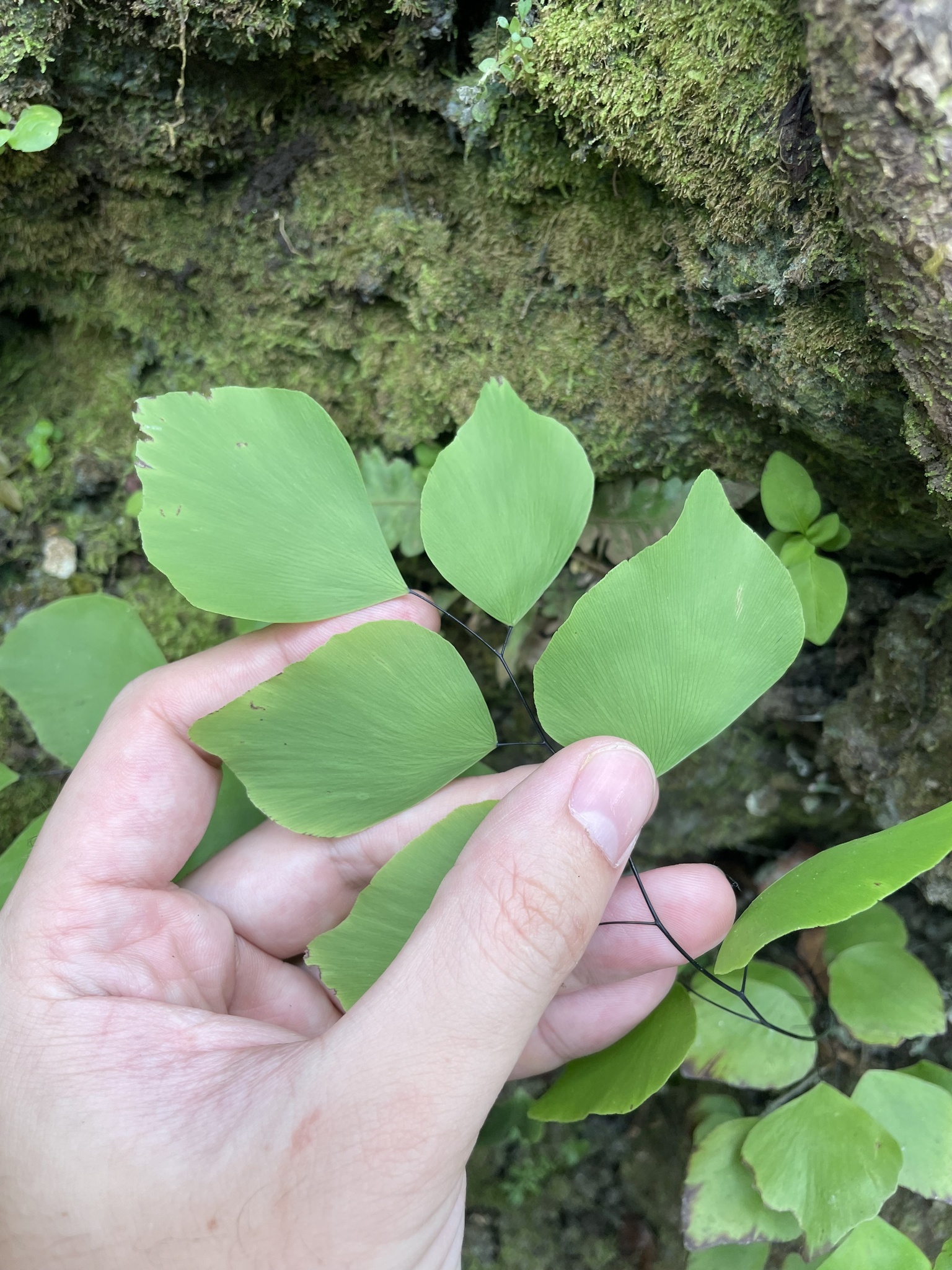 Imagem de Avenca-prateada