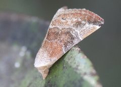 Mataeomera mesotaenia