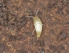 Atelurinae