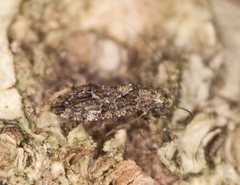 Myopsocidae