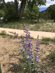 Penstemon angustifolius