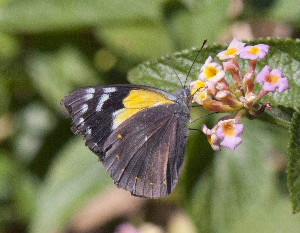 Yellow-spotted Jezebel