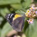 Yellow-spotted Jezebel - Photo (c) tjeales, some rights reserved (CC BY-SA), uploaded by tjeales