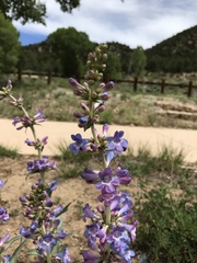 Penstemon angustifolius