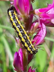 Heterogynis penella