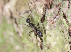 Leptomyrmex burwelli