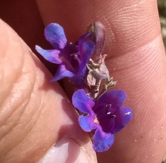 Penstemon californicus