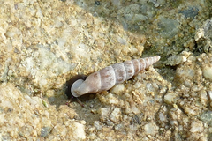Idyla bicristata