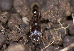 Amblyopone australis