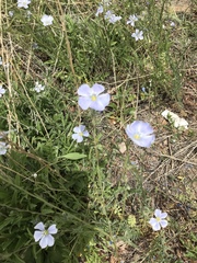 Linum pratense