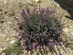 Penstemon californicus