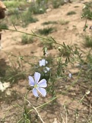 Linum pratense