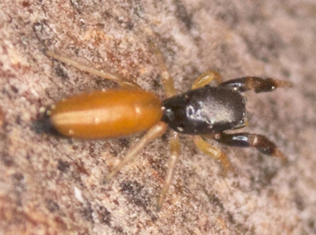 Judalana