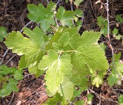 Ribes nevadense