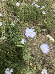 Linum pratense