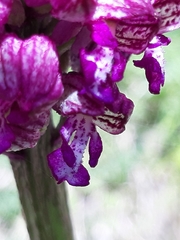 Orchis × hybrida