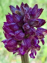 Orchis × hybrida