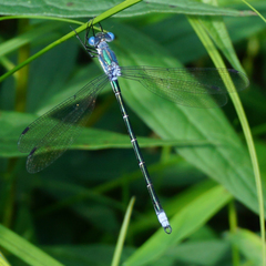 Lestes eurinus