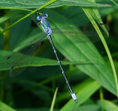 Lestes eurinus