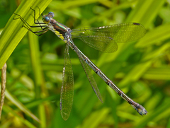 Lestes eurinus