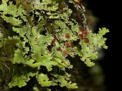 Pseudocyphellaria glabra