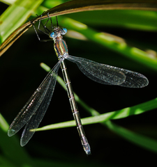 Lestes eurinus