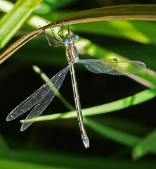 Lestes eurinus
