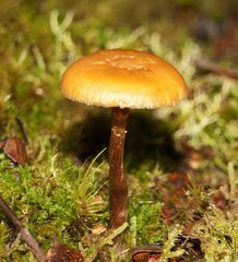 Galerina patagonica