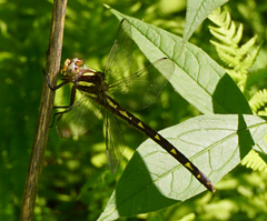 Cordulegaster bilineata