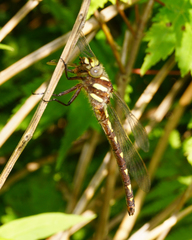 Cordulegaster bilineata