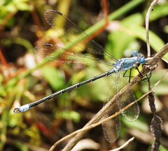 Lestes eurinus