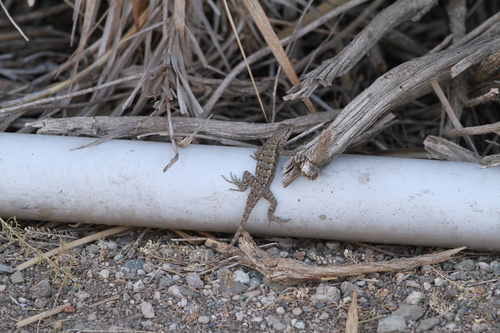 iNaturalist observation photo of Western Fence Lizard