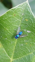 Condylostylus mundus