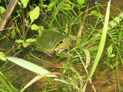 Hyla intermedia perrini