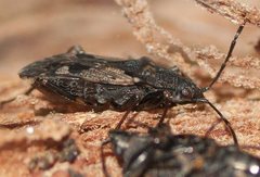 Euander lacertosus