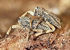Poropterus antiquus
