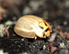 Paropsisterna bimaculata