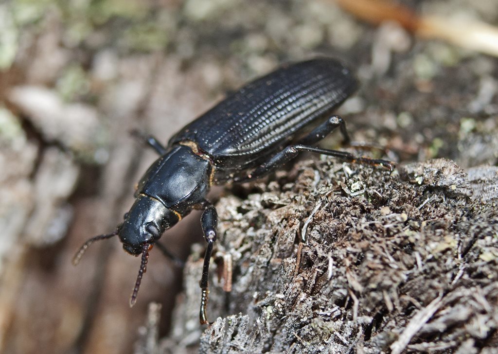 Promethis angulata