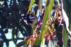 Phylidonyris novaehollandiae canescens