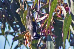Phylidonyris novaehollandiae canescens