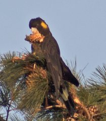Zanda funerea xanthanota
